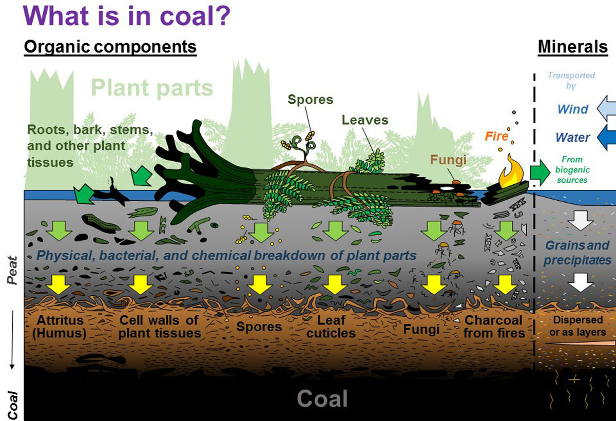 Coal beds contain organic components from plants and mineral components from multiple sources.
